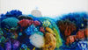 Dru Blair: Airbrush - Wildlife Marine Animals</b><p>Held in January 2016</p>
