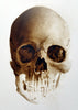 Classroom in a Box: Skull kit